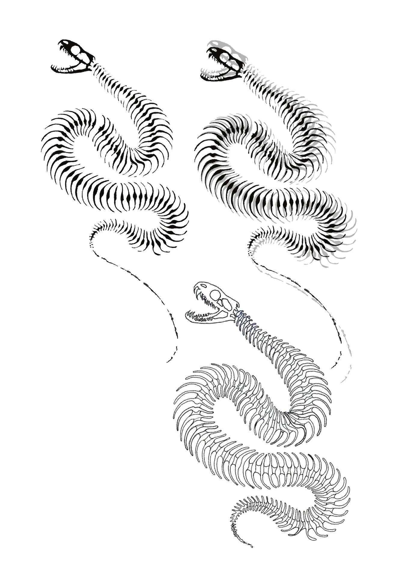 Serpent skeletons drawn in fine ink line