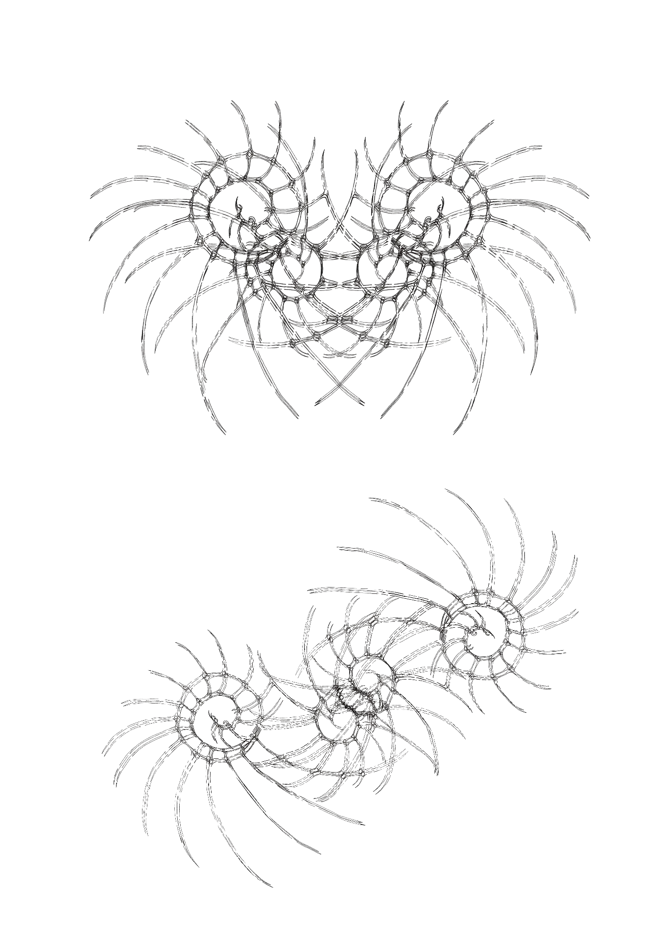 Fine line drawing of radial spined creatures