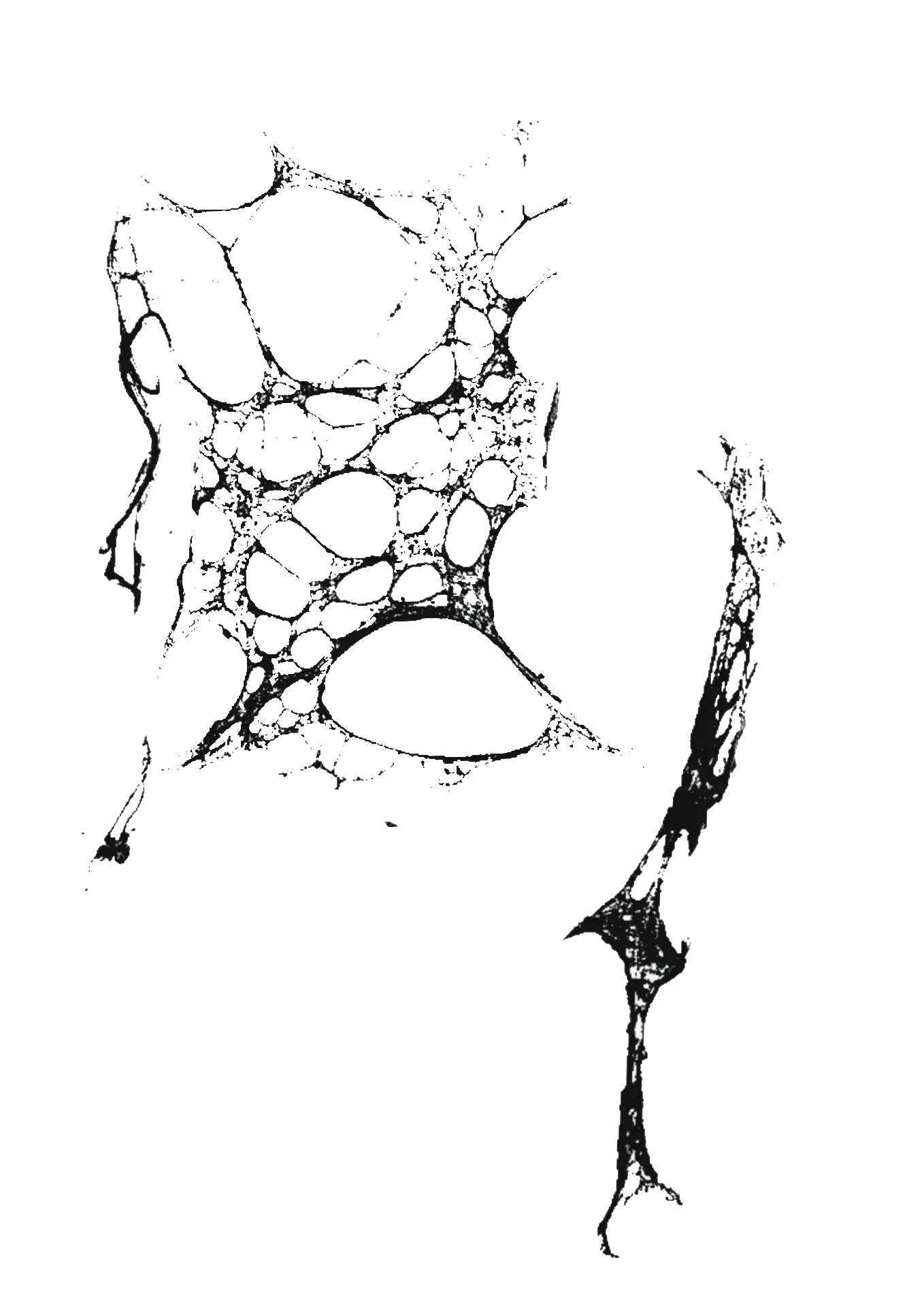 Web-like ink structure of cells and filaments
