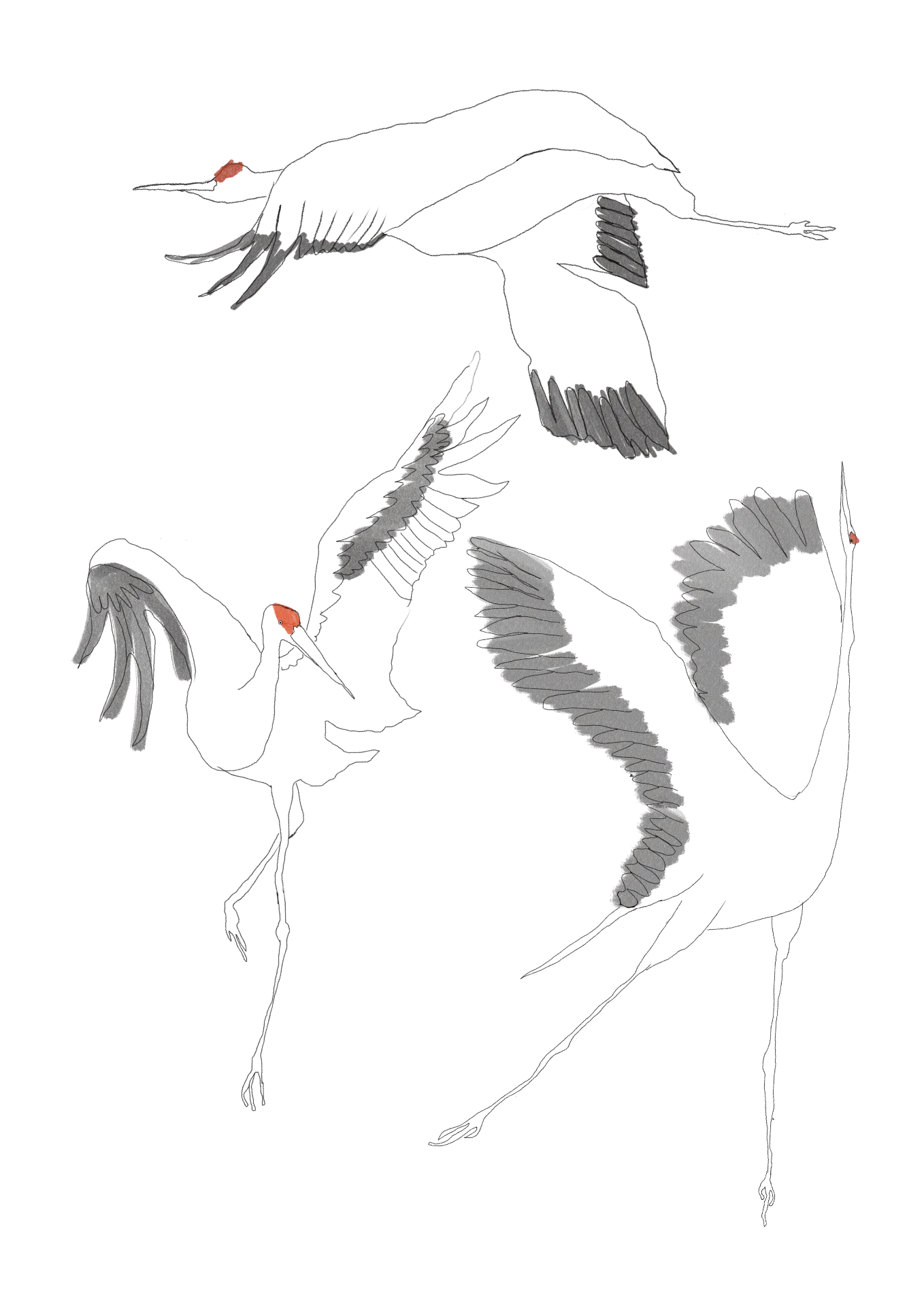 Line drawing of cranes with red crowns
